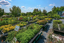  KAVERINO plants